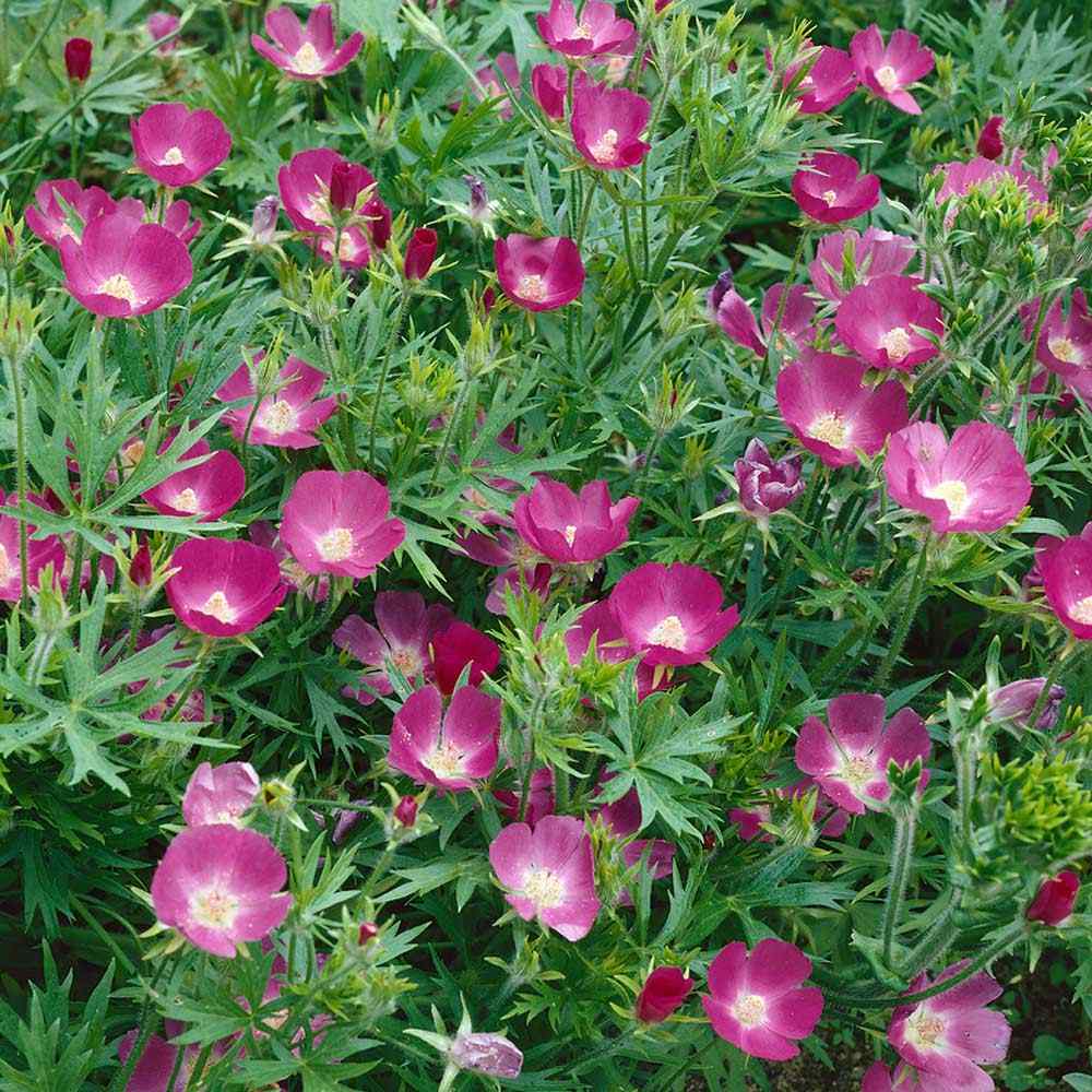 Winecups Flower Seeds