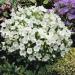 Bellflower White Flowers