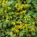 Canary Creeper Climbing Vine Yellow