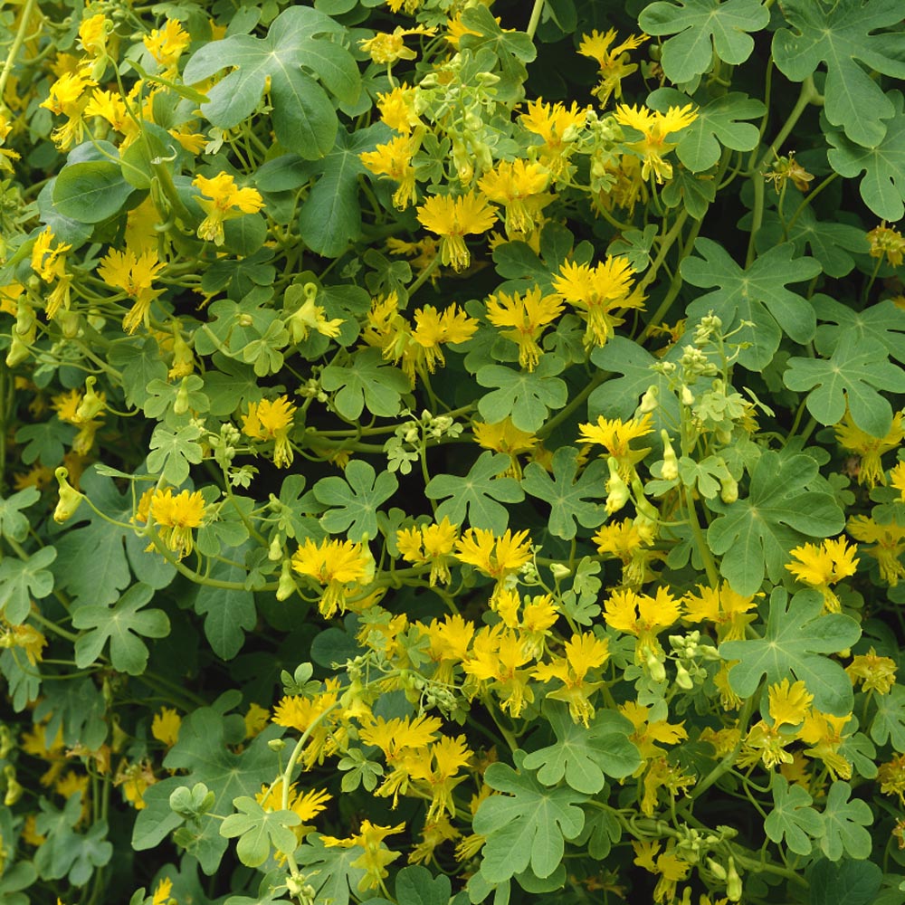 Gleam Salmon How To Grow Canary Creeper Vine: Expert Tips For Lush Growth Cardinal Flower Seeds