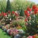 Red Canna Generalis Flowers