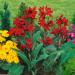 Red Canna Foliage