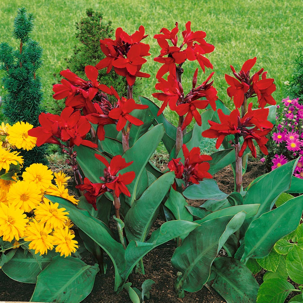 30 Red Canna Lily Seeds 