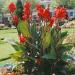 Red Canna Foliage Plants