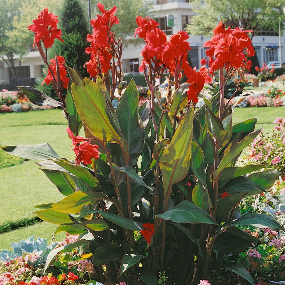 Lily Canna Leaves At Elijah Byrnes Blog