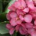 rose canna flowers