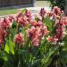 Canna Lily Salmon Foliage Plants