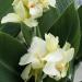 White Canna Foliage Plant Flowers