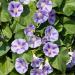 Ipomoea Purpurea Caprice Flowering Vines