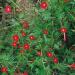 Ipomoea Quamoclit Cardinalis Climbing Vine