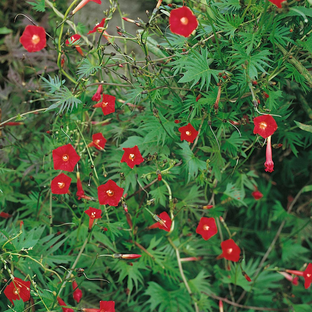 How To Plant Cardinal Vine Seeds