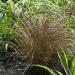 Carex Bronze Ornamental Grass Plants