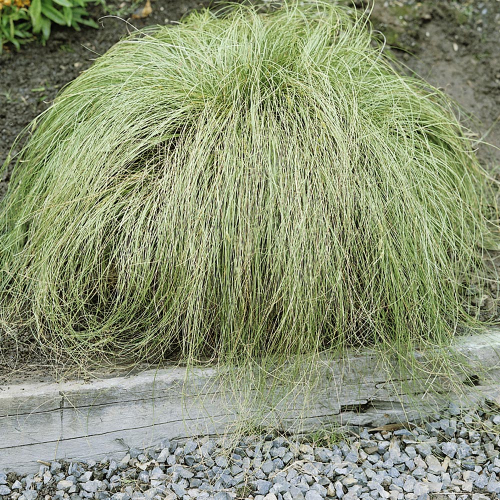 Carex Seeds | Frosted Curls