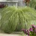 Carex Frosted Curls Container Grass