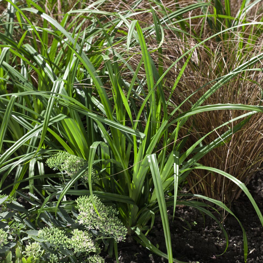 Carex Fresh Look Grass In Flower Bed