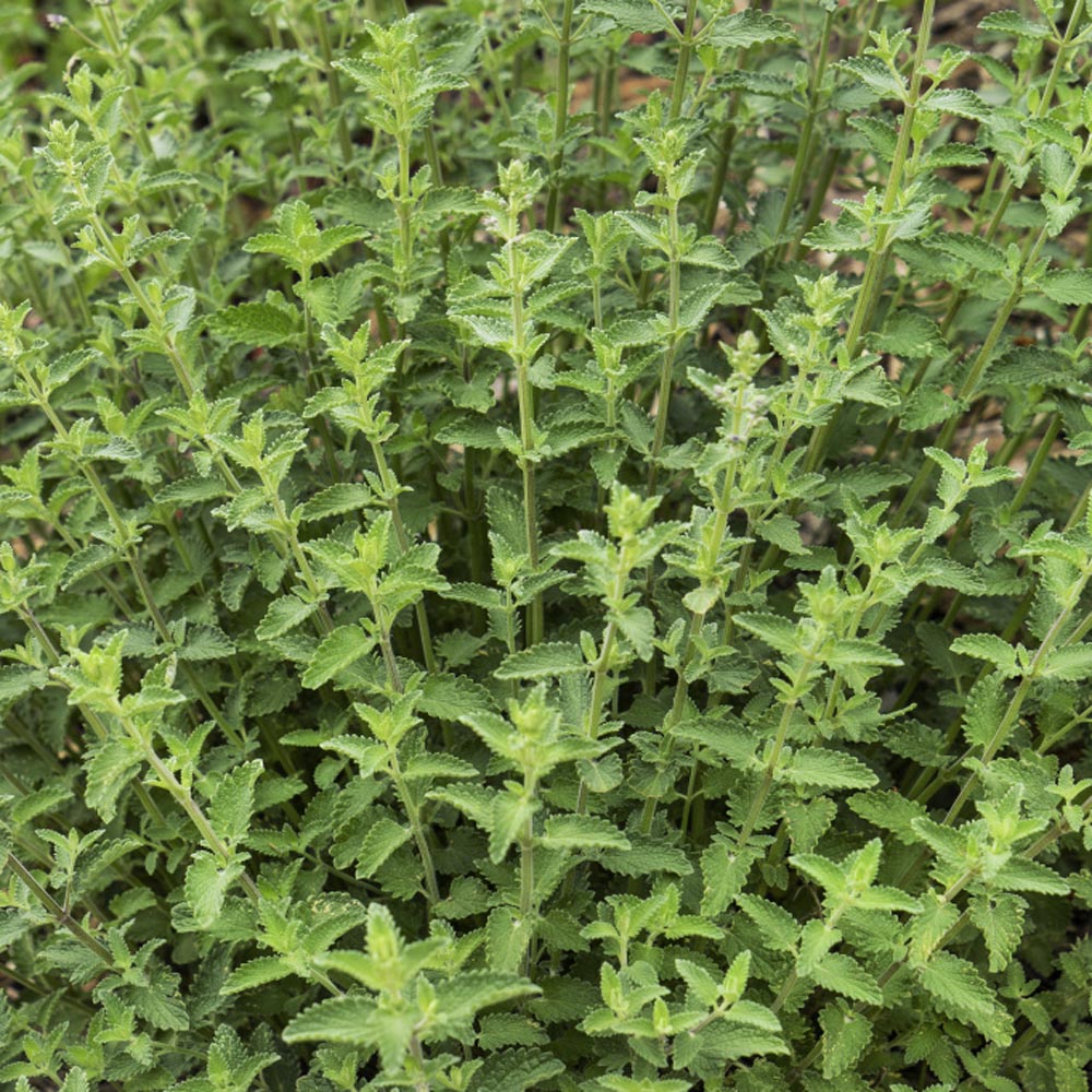 Catnip Herb Plant No Blooms