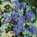 Blue Honeywort Major Flower