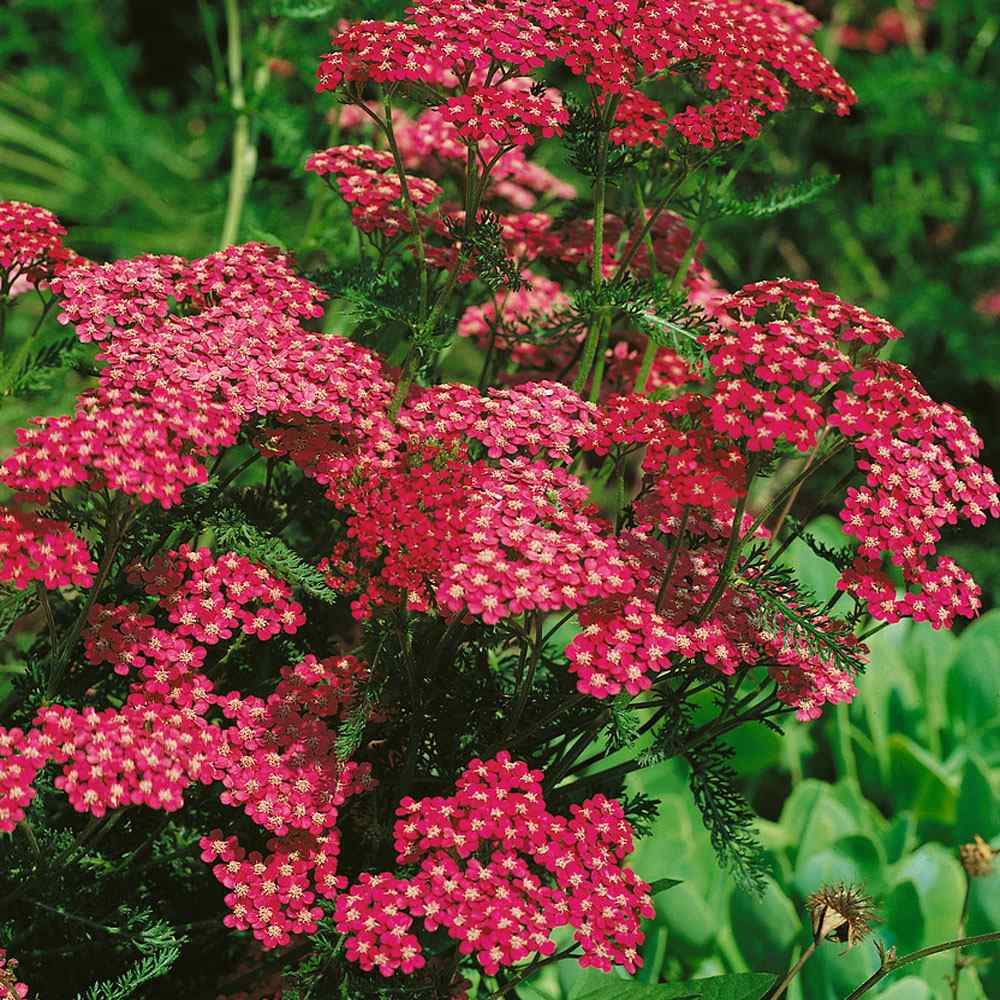 Achillea Cerise Queen Drought Resistant Yarrow Garden Flower Plant Seeds