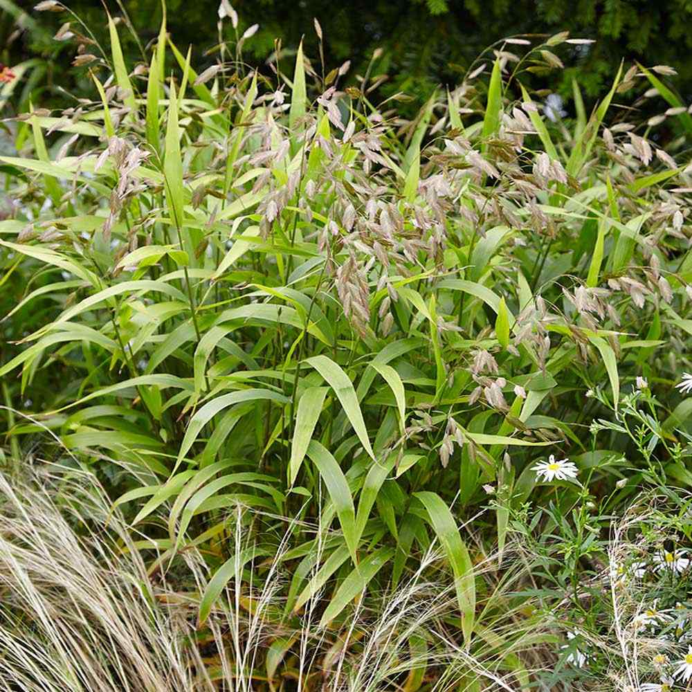 River Oats