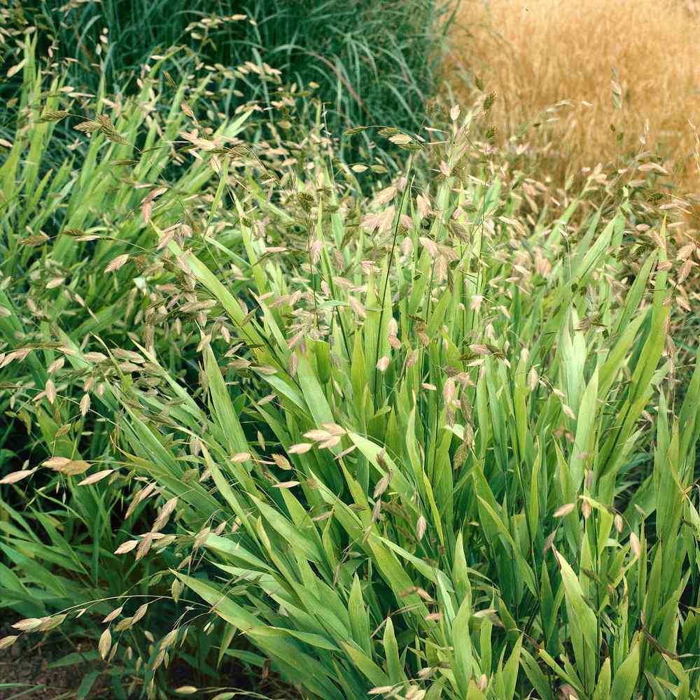 Sea Oats Ornamental Grass Plants