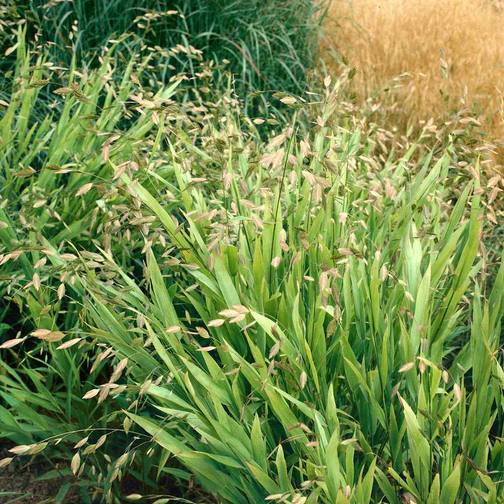 Northern See River Oats Ornamental Grass Plant Seeds