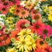 Purple Coneflower Cheyenne Spirit Wildflowers