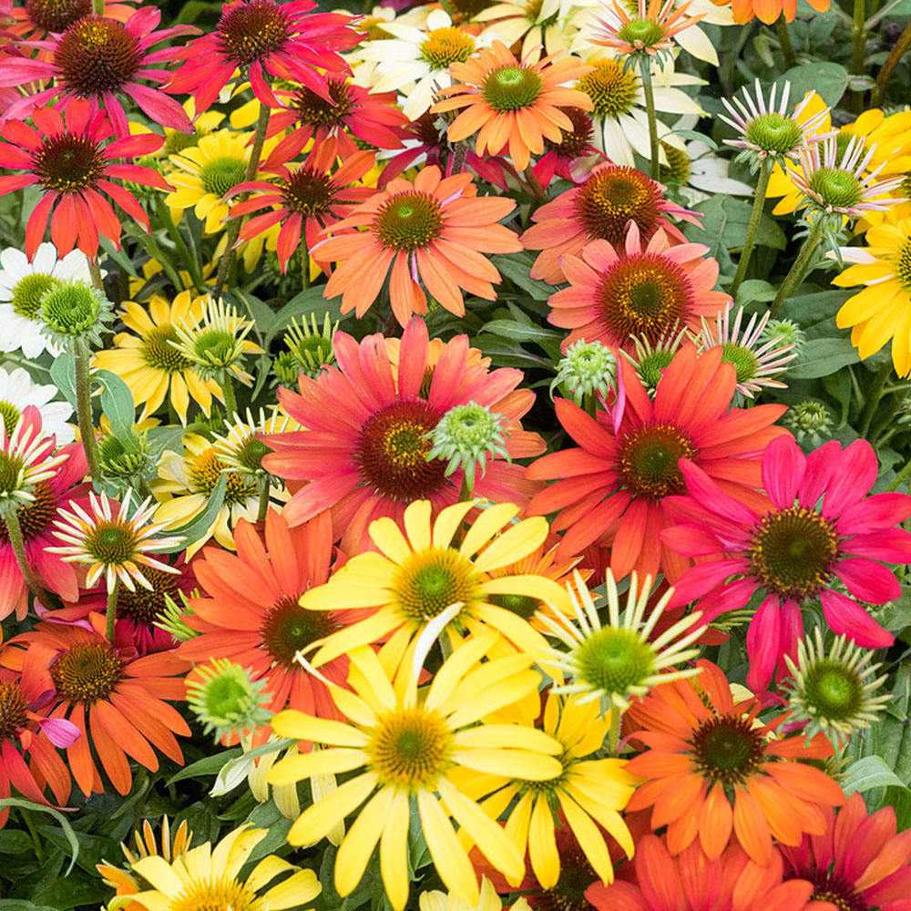 Purple Coneflower Cheyenne Spirit Wildflowers