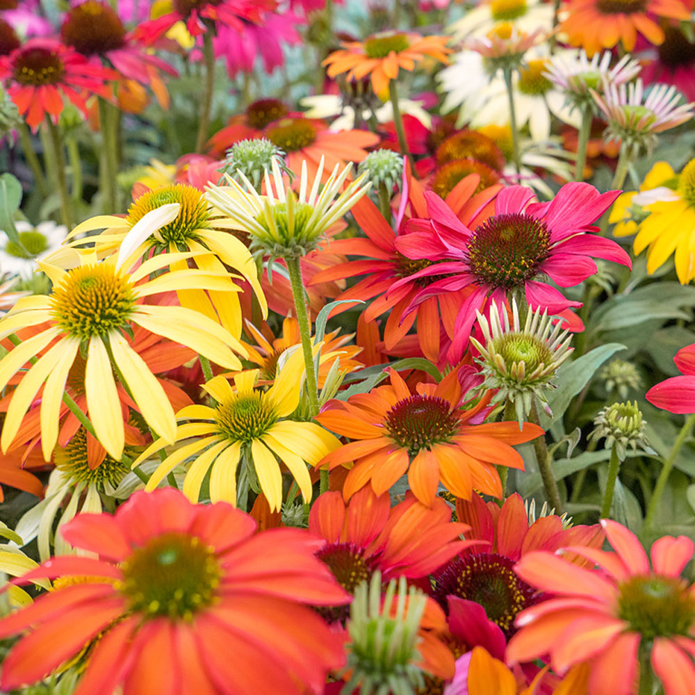 Purple Coneflower Cheyenne Spirit Wildflower Mix