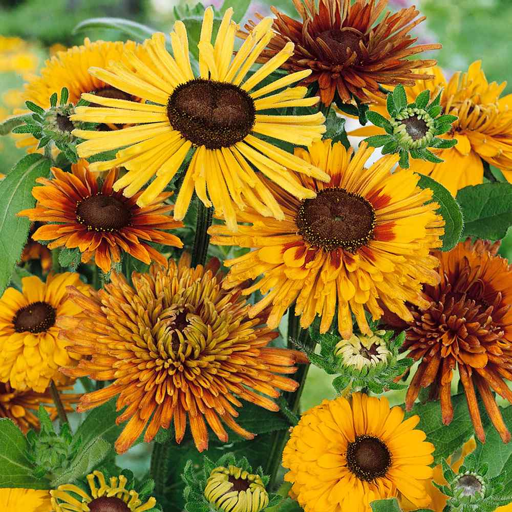 Rudbeckia Hirta Chim Chiminee Garden Xeriscape Flower Seed