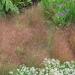 Cloud Ornamental Grass