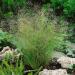 Agrostis Nebulous Grass