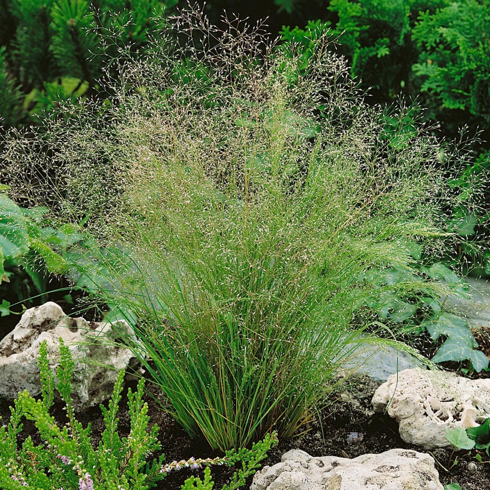 Cloud Grass