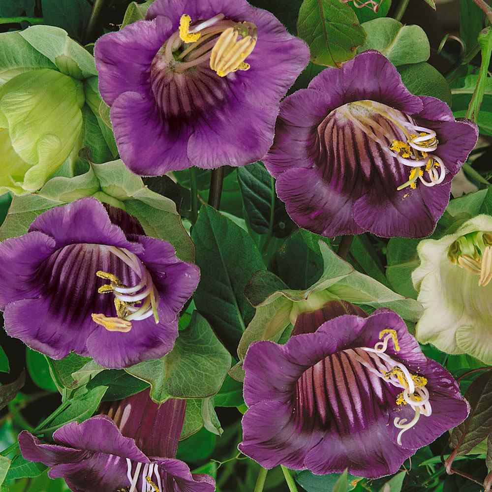 Cup & Saucer Vine Violet Flower Seeds