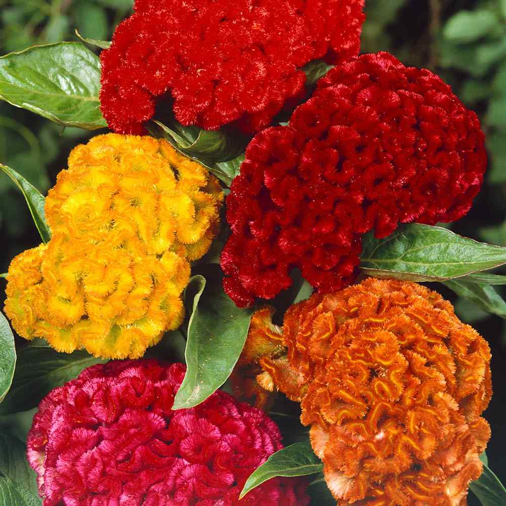 Celosia Cristata Seeds Celosia Cristata Seeds