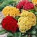 Celosia Flower Seed Mix
