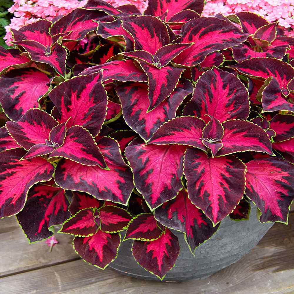 Chocolate Covered Cherry Coleus Seeds - Coleus For Sun or Shade