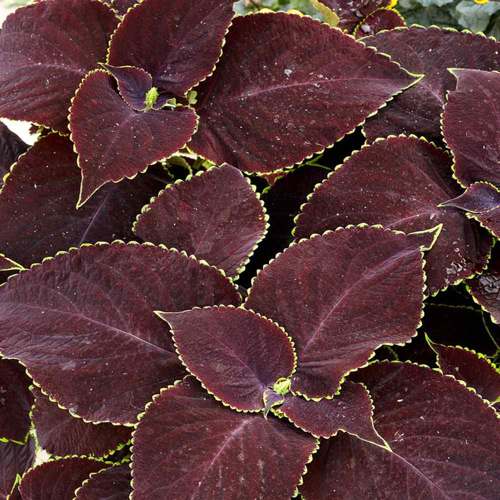 Coleus Flower Seed Coleus Chocolate Mint Seeds