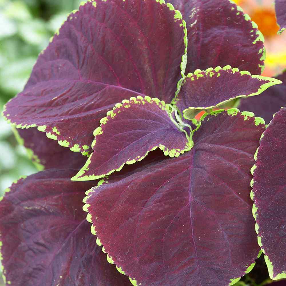 chocolate mint seeds for sale chocolate mint seeds for sale