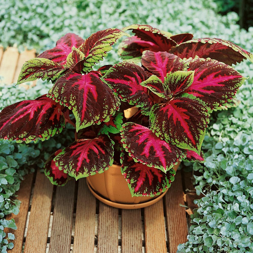 Red Coleus Foliage - Coleus Red Kong Flower Seed