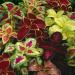 Coleus Rainbow Plant Mix