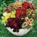 Coleus Rainbow Container Seed Mix