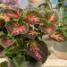 Coleus Wizard Coral Sunrise Foliage Plant