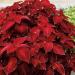 Coleus Velvet Red Foliage