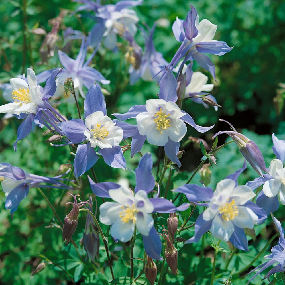 Columbine Seeds Aquilegia Caerulea Blue Dream Flower Seed