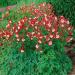 Columbine Crimson Star Garden Flowers