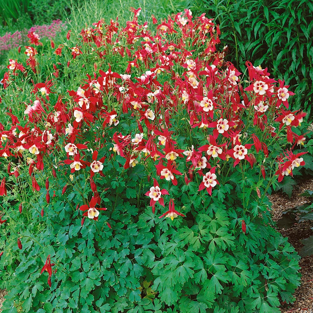 Columbine Seed Aquilegia Crimson Star Flower Seeds