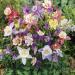 Columbine Flower Mix