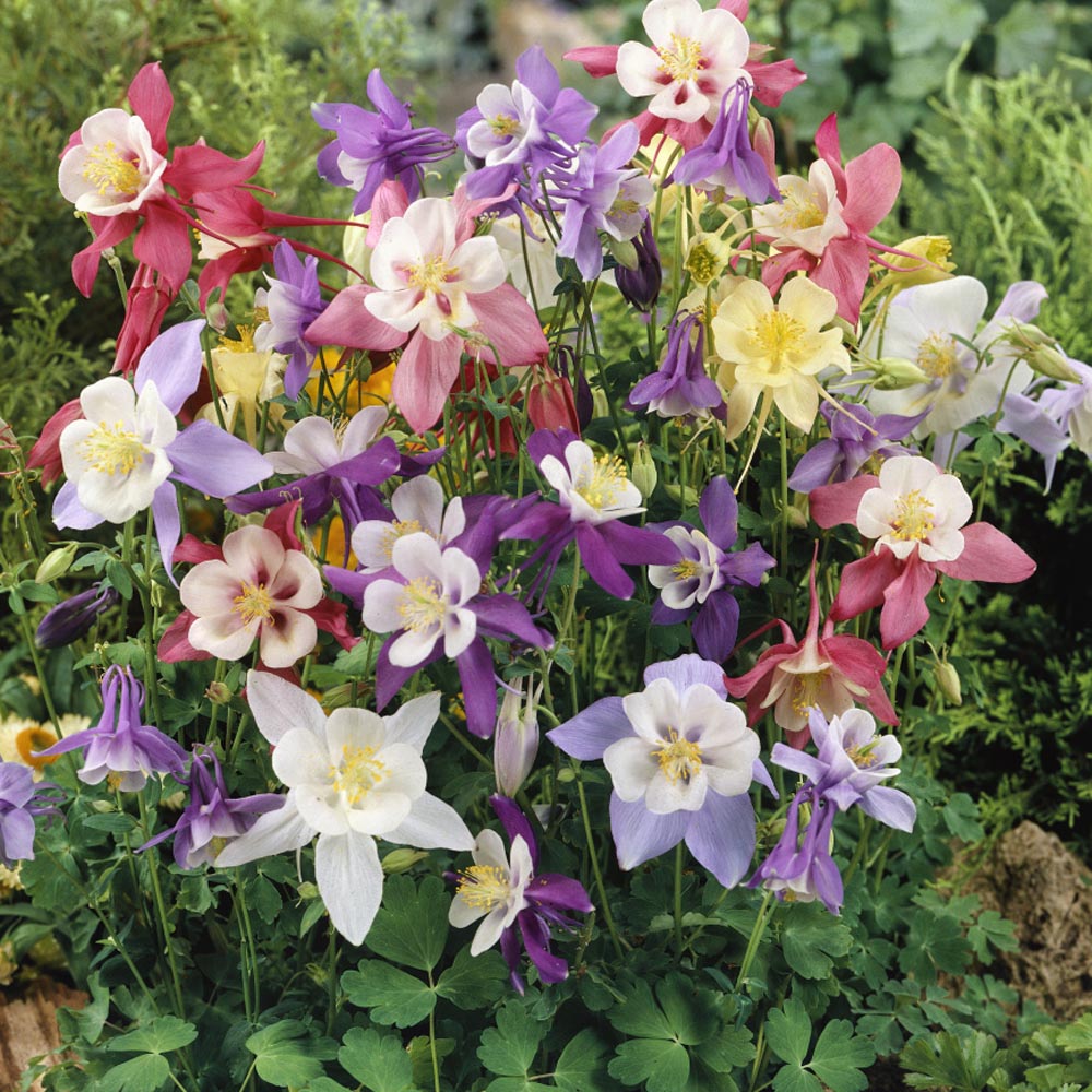 How To Plant Columbine Flowers