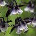 Perennial Aquilegia Vulgaris William Guinness