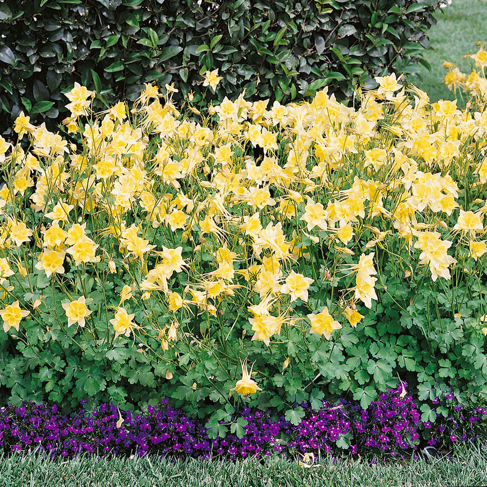 Aquilegia Columbine Swan Yellow